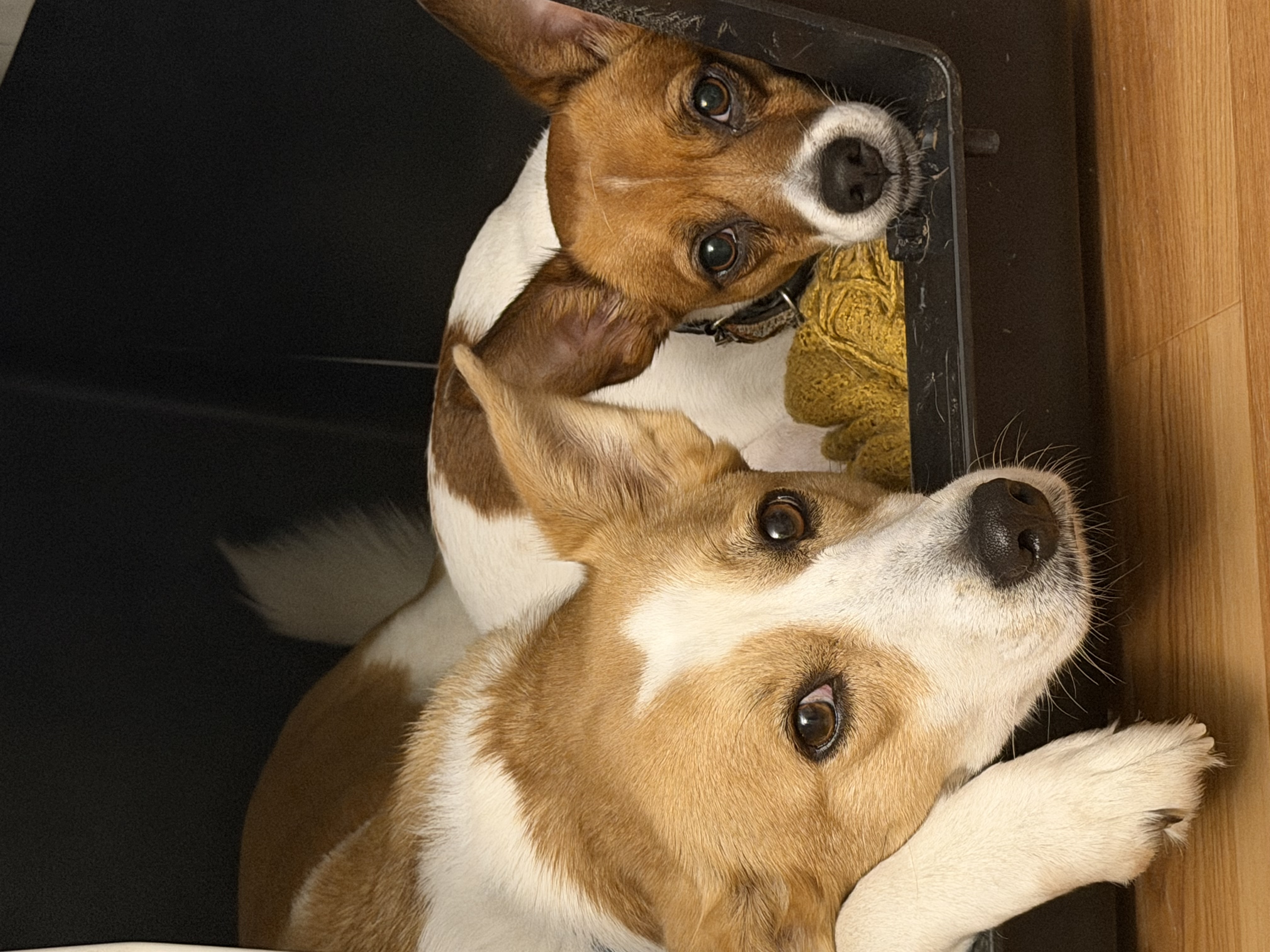 Two dogs best friends - original photo for custom painting kit