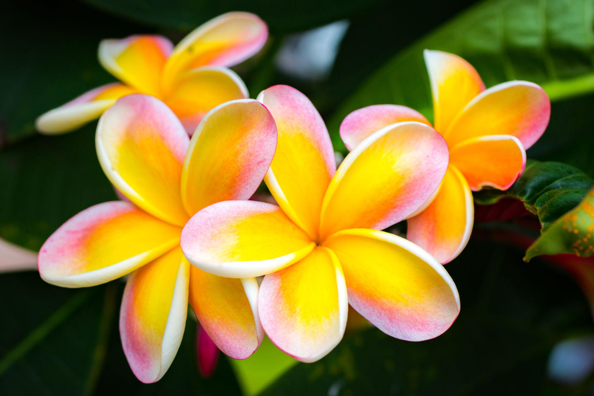 Tropical plumeria flowers - original photo